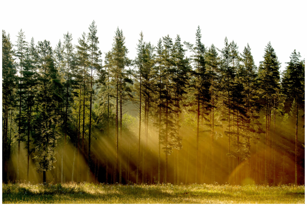 Main image Nature's Cathedral