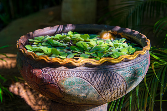 Main image Verdant vessel