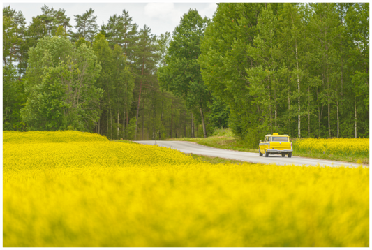 Main image Golden Sea Road Trip