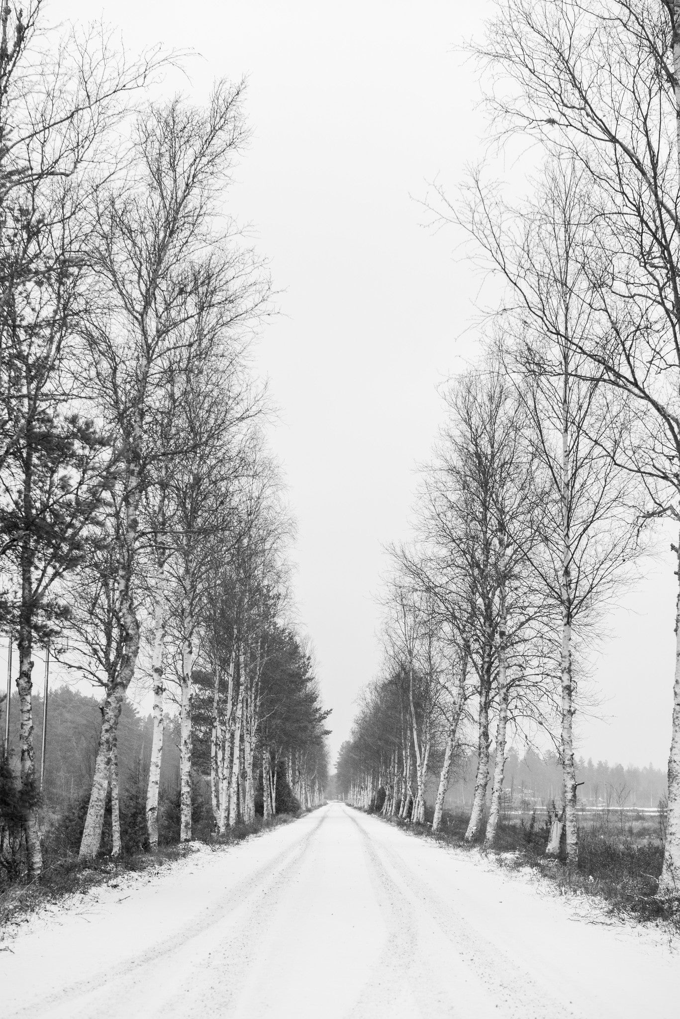Main image Birch Alley Hagfors Sweden