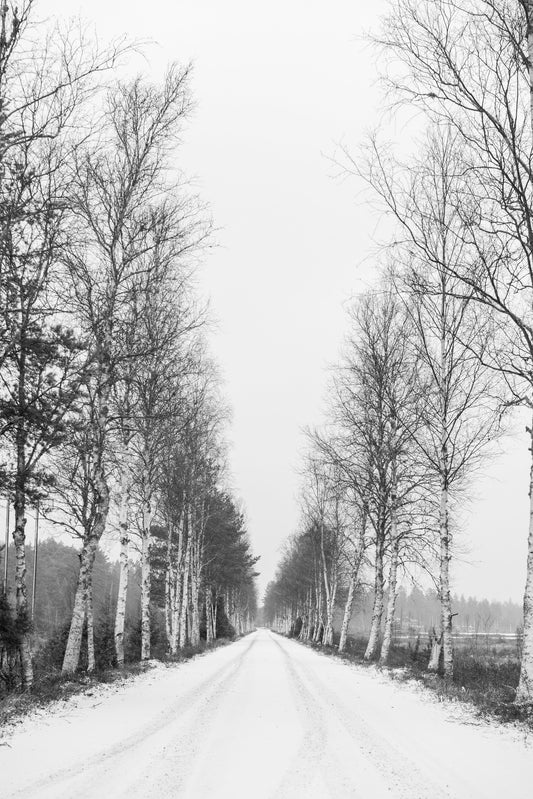 Main image Birch Alley Hagfors Sweden