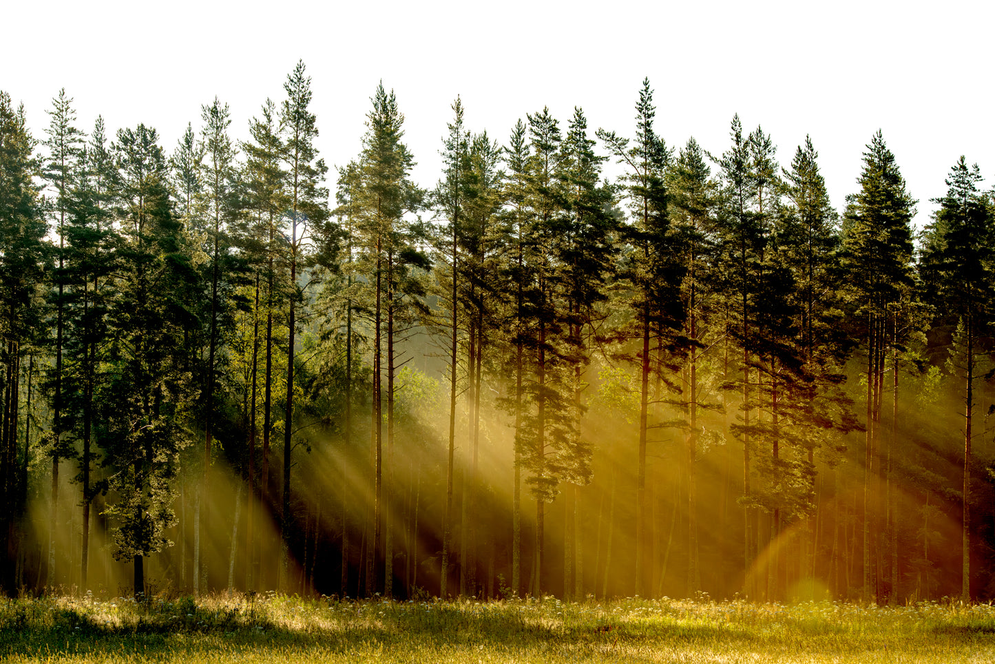 Main image Nature's Cathedral